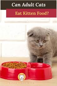 Pin On For The Cats