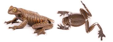 Image result for Tapinanthus erectotruncatus