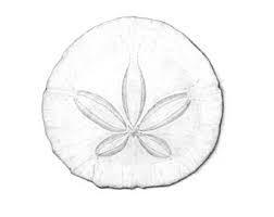 Place emphasis upon the important features of the starfish, such as the legs. Sand Dollar Drawing At Paintingvalley Com Explore Collection Of Sand Dollar Drawing