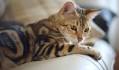What Do Bengal Cats Look Like? - Authentic Bengal Cats