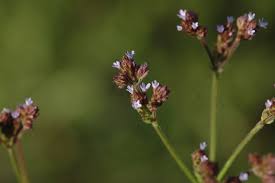 Image result for Verbena × teasii