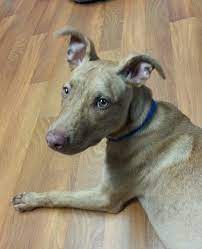 Adopt Alice Sponsored On Petfinder American Animals Whippet Mix Dog Adoption