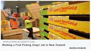 Working A Fruit Picking Zespri Job In New Zealand New Zealand Jobs Biotechnology Jobs Supply Chain Jobs