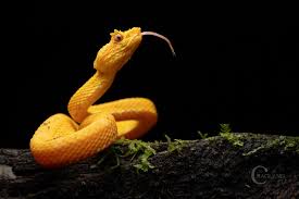 Image result for Bothriocline nyungwensis