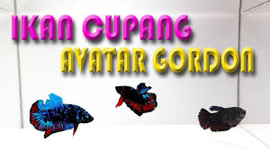 The total land area of the barangay is 5.370 km2. Ikan Cupang Avatar Gordon In 2021 Cupang Gordon Avatar