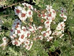 Image result for Eriosema robinsonii