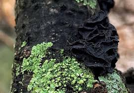 Image result for Exidia sp.