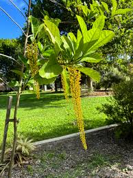 Image result for Cassia ferruginea