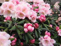 Rhododendron Koichiro Wada Ist Aufgrund Seiner Niedrigen Wuchshohe Auch Fur Kleinere Garten Gut Geeignet Bluhfreud Zwergstraucher Pflanzen Gartenpflanzen