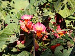 Image result for Stictocardia