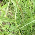 Image result for Eulophia ensata