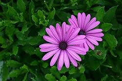 Image result for Osteospermum monocephalum