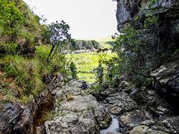 Image result for Ypsilopus erectus