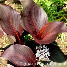 カンナ オーストラリア おぎはら植物園