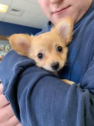 One male left.enzo chihuahua puppy, male, apple head.ready now.neopar parvo vaccines given at two wks and four wks.this helps build antib. Chihuahua Puppies For Sale Washington Pa 327542