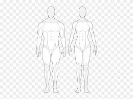 These muscles run along your tailbone to the pubic bone in front of. All Muscle On Body Front 11 4 Identify The Skeletal Muscles And Give Their Origins Insertions Actions And Innervations Anatomy Physiology Human Body Organs Muscles In The Body Anablogueiros