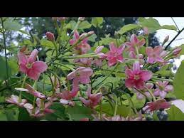 Youtube Plants Pink Flowers Plant Care