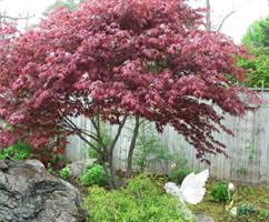 In the spring, you'll watch this tree blanket itself in pink flowers the size and shape of butterflies perched on the branch tips. 5 Best Ornamental Trees For Ontario Dutchman S Landscaping