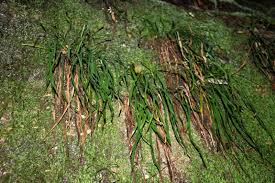 Image result for Vittaria reekmansii