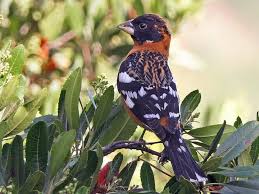 All Black Bird With Black Beak The Big Beak And All The White Spots On The Feathers Helped Clue Me In To The I D A Black Headed Grosbeak Never Even Knew They Existed Unt Avec Images Tetes
