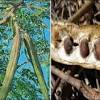 Bungah kelor tanaman daun kelor pohon kelor pengusir jin shopee indonesia helm jatuh tanaman kelor sangat berguna di india dan tumbuh di daerah beriklim tropis di seluruh dunia. 1