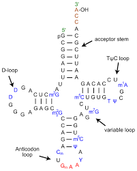 Difference Between Mrna And Trna Structure Function