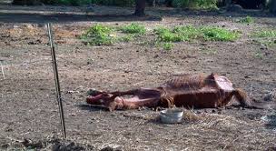 תוצאת תמונה עבור ‪thin horse‬‏