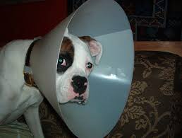 Find one that suits your dog's size and temperament, and remember to take his daily environment into account let your dog investigate the cone before you attempt to put it on him. Visiting Vet Elizabethan Collars The Martha S Vineyard Times