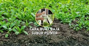 Kedua, tambahkan air satu liter ke dalam baldi yang berisi. Cara Buat Baja Organik Mudah Untuk Pokok Subur Berbuah Lebat Bukit Besi Blog