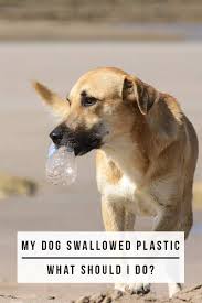 Don't worry if you can't find these teeth, as many are swallowed without any problems. My Dog Ate Plastic What To Do And What Happens Next