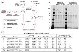 Ijms December 2015 Browse Articles