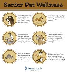Senior Pets Special Care For Special Friends Infographic Pet Wellness Senior Pet Care Senior Dogs Care