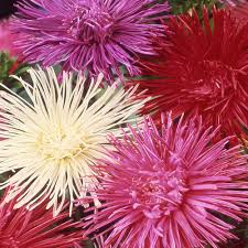 Maybe you would like to learn more about one of these? Aster Seeds Aster Callistephus Needle Mix Flower Seed