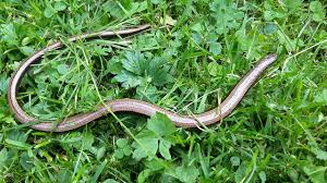 Ich wäre froh, wenn ich diese gattungen im garten hätte! Blindschleiche Im Garten St Veit