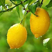 Citrus Rain Fragrance Oil Candle Soap Making Scents Etsy In 2021 Citrus Plant Citrus Trees Growing Citrus