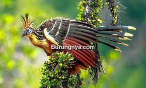 Namun hanya merak jantan saja yang mempunyai ekor menawan, burung betina tidak. 5 Jenis Burung Unik Yang Tidak Dimiliki Burung Lain Burungnya Com