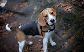 Free shipping on all orders over $35. National Beagle Day