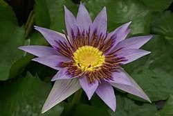 Image result for Nymphaea heudelotii