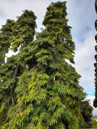 Image result for Monoon