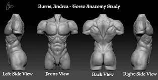 A healthy torso has symmetrically developed muscles. Artstation Male Torso Andrea Burns