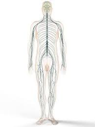Nervous tissue first arose in wormlike organisms about 550 to 600 mi. Peripheres Nervensystem Hitop Pnp