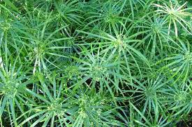 Image result for Cyperus hirtellus