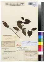 Image result for Hippocratea volkensii