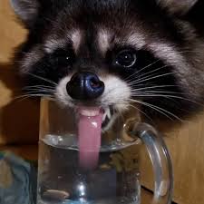 98 funny meme 1080x1080 pixels www funny waldo wallpapers. Ladbible Funny Raccoons Facebook