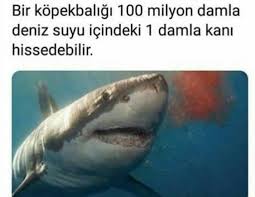 Miamsѕyga Adli Kullanicinin Guzel Soz Panosundaki Pin 2020 Hayvan Bilimi Bilgi Alintilari Komik Bilgiler