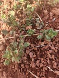 Image result for Dysphania schraderiana