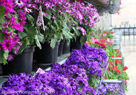 Shop better homes & gardens and find amazing deals for flowers & plants from several brands all in one place. Getting Ready For Spring Outdoor Living Hoosier Homemade