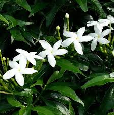 Gratis lieferung ab 49 €. Bulk Jasmine Flowers Bulkherbsandspice Com