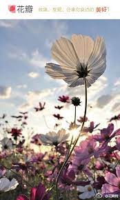 花瓣花语录 格桑花 一种生长在高原上的 judith seok采集到 芳香四溢 213图 花瓣人文艺术 flower beauty flowers plants