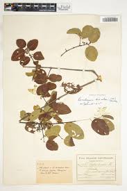 Image result for Berchemia discolor